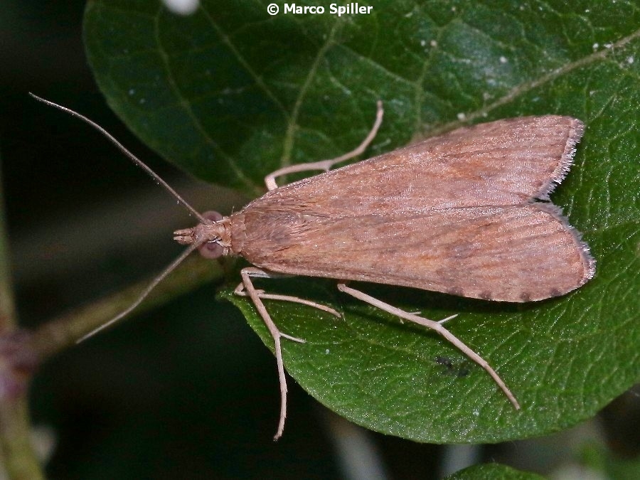 Nomophila noctuella (Crambidae)